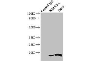 Immunoprecipitating NDUFB6 in HEK293 whole cell lysate Lane 1: Rabbit control IgG instead of (1 μg) instead of ABIN7160929 in HEK293 whole cell lysate. (NDUFB6 Antikörper  (AA 2-67))