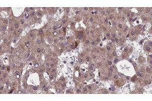 Immunohistochemistry (IHC) image for anti-Cholinergic Receptor, Muscarinic 5 (CHRM5) (C-Term) antibody (ABIN6260821)