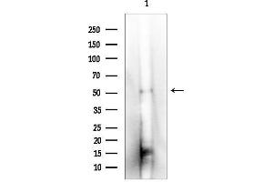 Western blot analysis of lysates from Mouse muscle, using PPAR alpha Mouse Monoclonal Antibody.