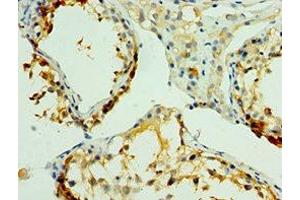 Immunohistochemistry of paraffin-embedded human testis tissue using ABIN7161326 at dilution of 1:100