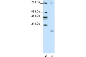 Western Blotting (WB) image for anti-Signal Recognition Particle 19kDa (SRP19) antibody (ABIN2462141) (SRP19 Antikörper)