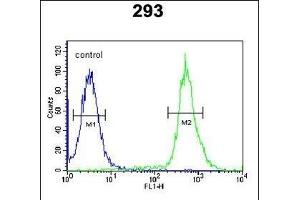 C3orf31 Antibody (Center) (ABIN651587 and ABIN2840313) flow cytometric analysis of 293 cells (right histogram) compared to a negative control cell (left histogram). (TAM41 Antikörper  (AA 180-208))