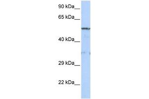 WB Suggested Anti-LIPG Antibody Titration:  0. (LIPG Antikörper  (Middle Region))
