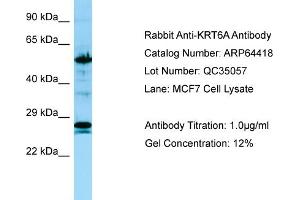 Western Blotting (WB) image for anti-Keratin 6A (KRT6A) (C-Term) antibody (ABIN2774397) (KRT6A Antikörper  (C-Term))