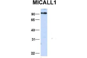Host:  Rabbit  Target Name:  MICALL1  Sample Type:  HepG2  Antibody Dilution:  1.