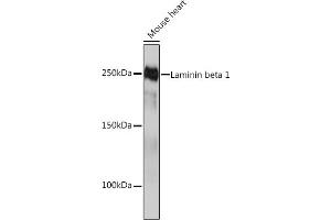 Western blot analysis of extracts of Mouse heart, using Laminin beta 1 Rabbit mAb (ABIN7268185) at 1:1000 dilution. (Laminin beta 1 Antikörper)