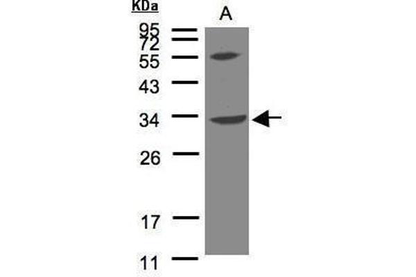 VPS37C antibody  (N-Term)