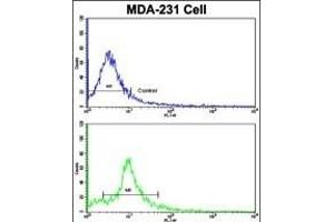 Flow cytometric analysis of MDA-231 cells using NUP62 Antibody (C-term )(bottom histogram) compared to a negative control cell (top histogram).