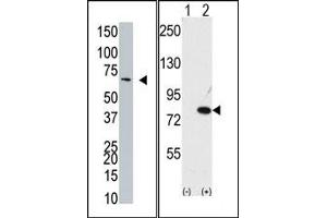 Image no. 1 for anti-Negative Regulator of Ubiquitin-Like Proteins 1 (NUB1) (C-Term) antibody (ABIN357742)
