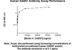 Immunofluorescence (IF) image for anti-Glutamate Decarboxylase 1 (Brain, 67kDa) (GAD1) (AA 1-594) antibody (ABIN5566519)