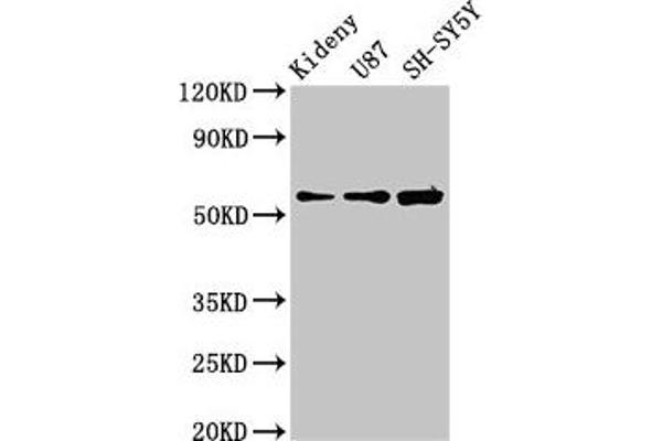 KCNAB1 anticorps  (AA 287-401)