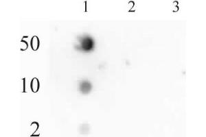 RNA Pol II CTD phospho Ser2 antibody (pAb) tested by dot blot analysis. (Rpb1 CTD Antikörper  (pSer2, Ser2))