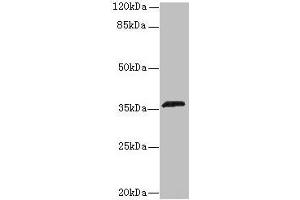 Western blot All lanes: OR2L13 antibody at 6 μg/mL + Mouse liver tissue Secondary Goat polyclonal to rabbit IgG at 1/10000 dilution Predicted band size: 36 kDa Observed band size: 36 kDa (OR2L13 Antikörper  (AA 158-194))