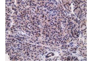 Immunohistochemical staining of paraffin-embedded Human pancreas tissue using anti-RBBP9 mouse monoclonal antibody. (RBBP9 Antikörper)
