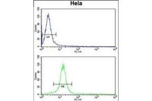 CENPH Antibody (Center) (ABIN653160 and ABIN2842728) flow cytometry analysis of Hela cells (bottom histogram) compared to a negative control cell (top histogram). (CENPH Antikörper  (AA 136-162))