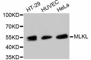 Western blot analysis of extracts of various cell lines, using MLKL antibody (ABIN4904380). (MLKL Antikörper)