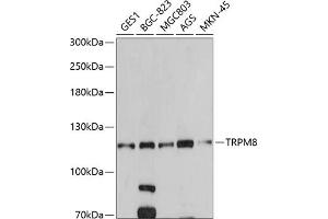 Western blot analysis of extracts of various cell lines, using TRPM8 antibody (ABIN6128839, ABIN6149591, ABIN6149593 and ABIN6220964) at 1:500 dilution. (TRPM8 Antikörper  (AA 980-1104))