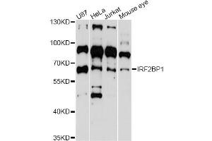 Western blot analysis of extracts of various cell lines, using IRF2BP1 antibody (ABIN6293112) at 1:3000 dilution. (IRF2BP1 Antikörper)