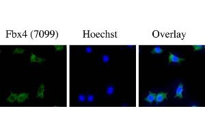 Image no. 2 for anti-F-Box Protein 4 (FBXO4) (N-Term) antibody (ABIN221159) (FBXO4 Antikörper  (N-Term))