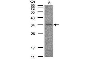 WB Image Sample(30 μg of whole cell lysate) A:Hep G2, 12% SDS PAGE antibody diluted at 1:500 (HAAO Antikörper)