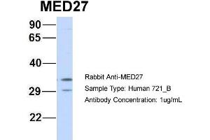 Host: Rabbit Target Name: MED27 Sample Type: 721_B Antibody Dilution: 1.