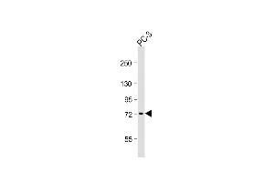 Western Blotting (WB) image for anti-Dishevelled Segment Polarity Protein 1 (DVL1) (AA 442-470) antibody (ABIN656260)