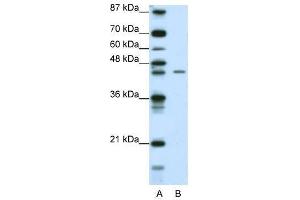 ZNF17 antibody used at 0. (ZNF17 Antikörper  (N-Term))