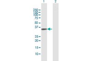 Western Blot analysis of TNFSF15 expression in transfected 293T cell line by TNFSF15 MaxPab polyclonal antibody. (TNFSF15 Antikörper  (AA 1-251))