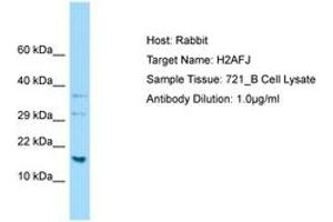 Image no. 1 for anti-H2A Histone Family, Member J (H2AFJ) (C-Term) antibody (ABIN6750105) (H2AFJ Antikörper  (C-Term))