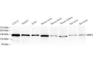 Western blot analysis of MRP3 (ABIN7073148) at dilution of 1: 500 (ABCC3 Antikörper)
