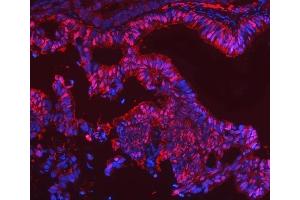IF analysis of SBP/SELENBP1 using anti-SBP/SELENBP1 antibody (ABIN7600755). (SELENBP1 Antikörper  (AA 23-462))
