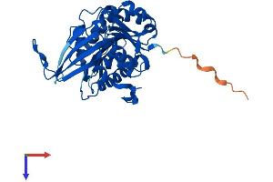 Ribokinase Protein (RBKS) (AA 1-323) (His tag)