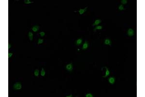 Immunofluorescence staining of A549 cells with ABIN7153303-IF at 1:100, counter-stained with DAPI. (GPRIN2 Antikörper  (AA 1-221))