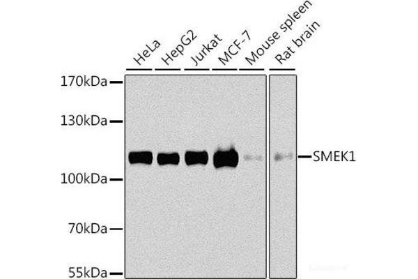 SMEK1 anticorps