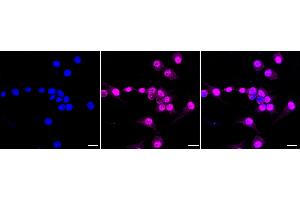 anti-RNA Binding Motif Protein 8A (RBM8A) antibody