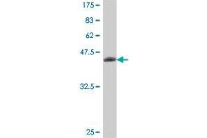 Western Blot detection against Immunogen (38. (CHRNA2 Antikörper  (AA 27-136))