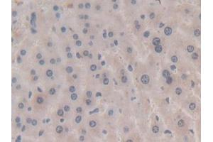 DAB staining on IHC-P; Samples: Mouse Liver Tissue) (APOA5 Antikörper  (AA 21-210))