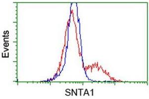 Image no. 1 for anti-Syntrophin, alpha 1 (Dystrophin-Associated Protein A1, 59kDa, Acidic Component) (SNTA1) antibody (ABIN1501028) (SNTA1 Antikörper)