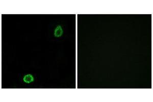 Immunofluorescence (IF) image for anti-ATP-Binding Cassette, Sub-Family A (ABC1), Member 13 (ABCA13) (Internal Region) antibody (ABIN1850836) (ABCA13 Antikörper  (Internal Region))