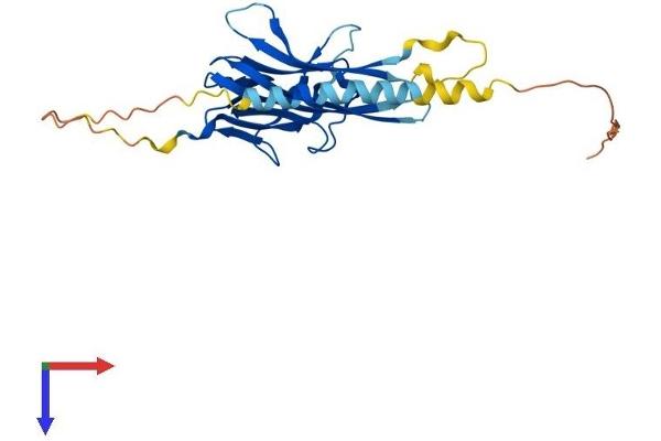 TNFSF15 Protein (AA 1-252) (His tag)