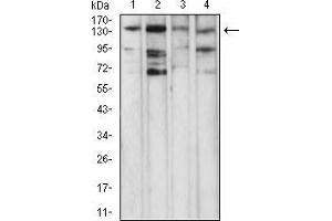 Western blot analysis using PLCG1 mouse mAb against NIH/3T3 (1), Jurkat (2), A431 (3), and Hela (4) cell lysate. (Phospholipase C gamma 1 Antikörper  (AA 1192-1291))