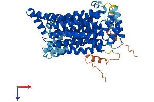 SLC2A14 Protein (AA 1-520) (His tag)