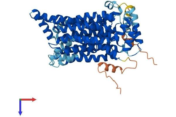 SLC2A14 Protein (AA 1-520) (His tag)