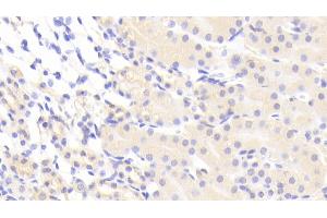 Detection of VCAN in Mouse Kidney Tissue using Polyclonal Antibody to Versican (VCAN) (Versican Antikörper  (AA 3058-3299))