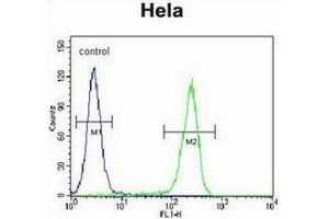 Flow cytometric analysis of Hela cells using CRFR2D Antibody (right histogram) compared to a negative control cell (left histogram). (CRHR2 Antikörper)