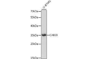 Western blot analysis of extracts of U-87MG cells, using C antibody (ABIN7266007) at 1:1000 dilution. (CAB39 Antikörper  (C-Term))