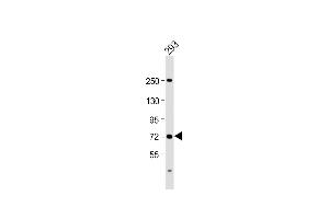 Anti-SLC6A19 Antibody (C-Term) at 1:2000 dilution + 293 whole cell lysate Lysates/proteins at 20 μg per lane.