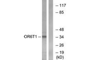 Western blot analysis of extracts from HeLa cells, using OR6T1 Antibody.