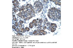 Human Pancrease (SNAPC1 Antikörper  (C-Term))
