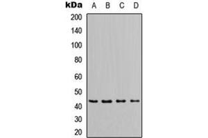 Western blot analysis of Apolipoprotein L1 expression in MCF7 (A), HeLa (B), NS-1 (C), PC12 (D) whole cell lysates.